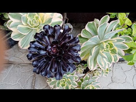 Видео: Комнатные растения у Людмилы. Размещение.