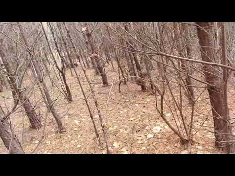 Видео: Нахаживание  3 месяца (ЗСЛ)