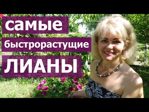 Видео: Чем закрыть забор. Лучшая лиана для изгороди! Кампсис - лучший обзор, как и где сажать