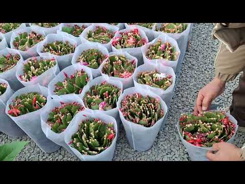 Видео: 2-партия импорт гулларимиз келди