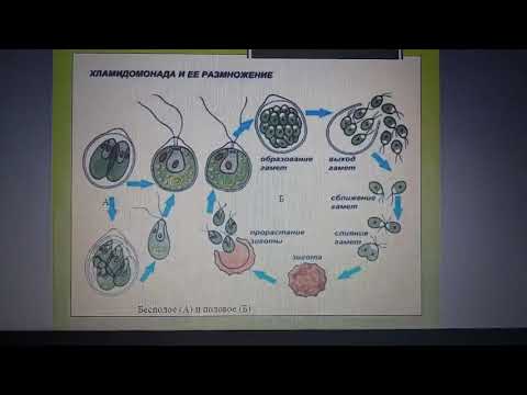 Видео: Отдел зеленых водоросли