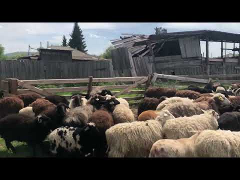Видео: Стрижка овец 2023