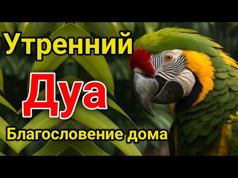 Видео: утренний дуа. дуа каждое утро