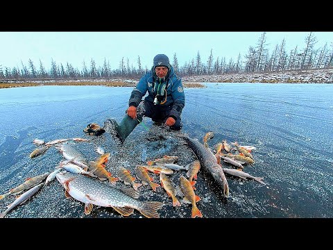 Видео: ОН ПОСТАВИЛ ОДНУ ЖЕРЛИЦУ И УСТАЛ БЕГАТЬ. Первый лед 2023-2024Рыбалка на Ямале.