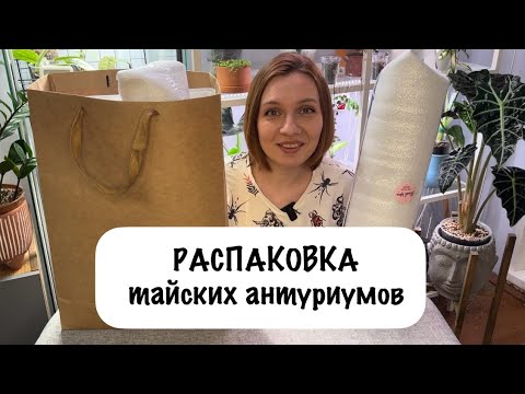 Видео: Распаковка тайских антуриумов | Эстафета цветочных блогеров | Обзор мини-теплички в стиле Икеи