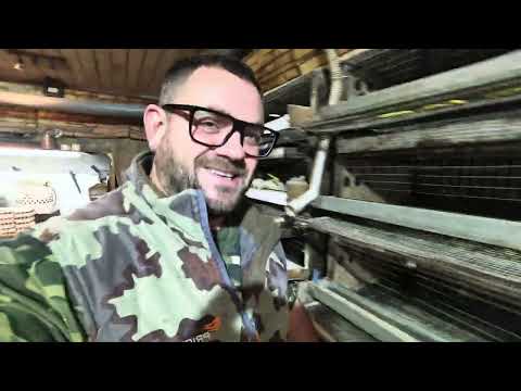 Видео: Перепела кричат и громко поют, есть метод чтобы они замолчали 🤣🤣🤣🤣