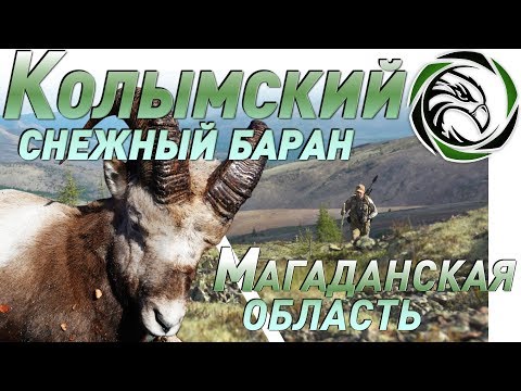 Видео: Горная охота на Колымского снежного барана.