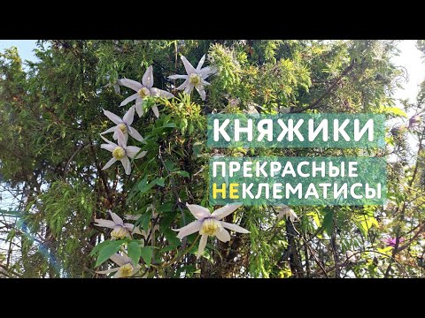 Видео: Княжик. Идеальная лиана для затененных мест и начинающих цветоводов. Отличия от обычных клематисов.