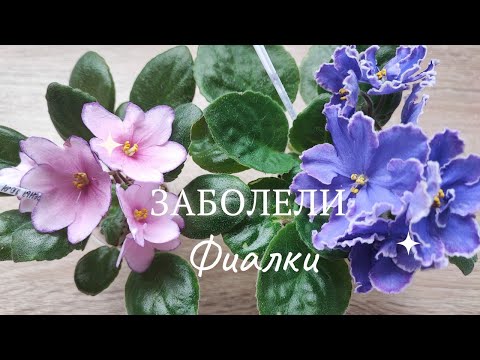 Видео: Эпизод 15. Краевой некроз! Что делать?