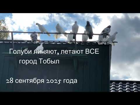 Видео: Голуби линяют. летают ВСЕ. город Тобыл.  28 сентября 2025 года.