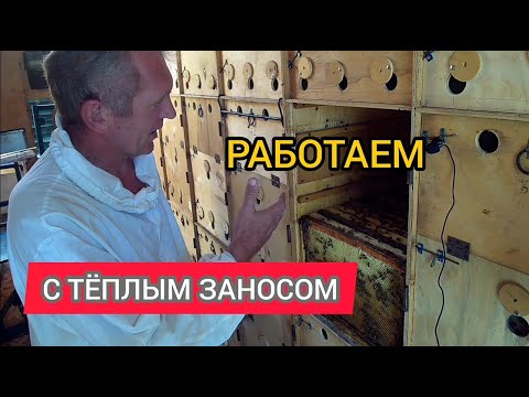 Видео: Размещение гнезда пчёл при теплом заносе.