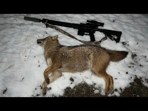 Видео: 15. Охота на шакала в Волгоградских степях. Карабин Kurbatov R715 .223rem, прицел Iray Saim SCT35 v2