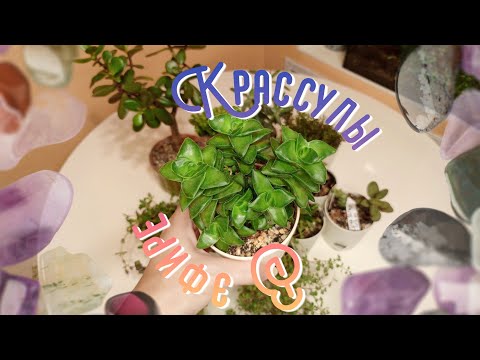 Видео: Крассулы в эфире