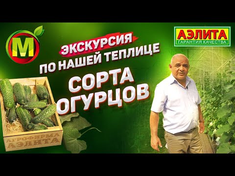 Видео: Обзорная Экскурсия ПО ТЕПЛИЦЕ – Семена Огурцов от Агрофирмы Аэлита