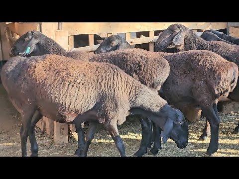 Видео: 10 баш энчилик Зор Койлор 0704-01-18-17 