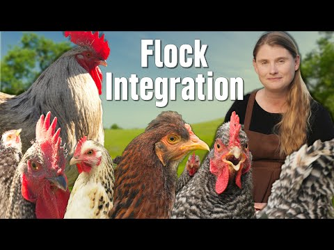 Видео: Как интегрировать новых кур | Полное руководство по интеграции стада