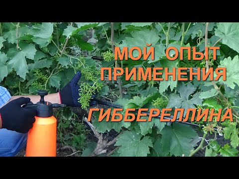 Видео: Моя методика применения гиббереллина на винограде кишмишных сортов www.vinograd-kriulya.com