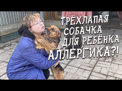 Видео: Спасение животных/ Строят дом, чтобы взять еще одну собачку