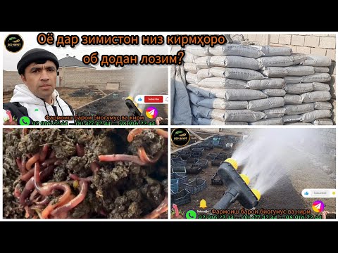 Видео: Оё кирмҳоро дар зимистон низ об додан лозим? Биогумус, кирми Калифорния Хуҷанд