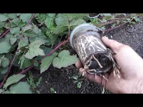 Видео: Как укрываем на зиму саженцы ежевики укоренённые макушками.