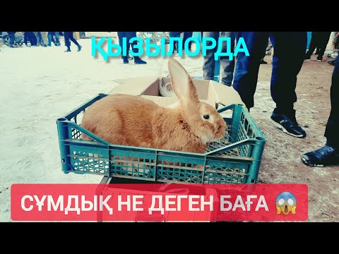 Видео: СҰМДЫҚ НЕ ДЕГЕН БАҒА, ҚЫЗЫЛОРДА ТАУЫҚ БАЗАР.