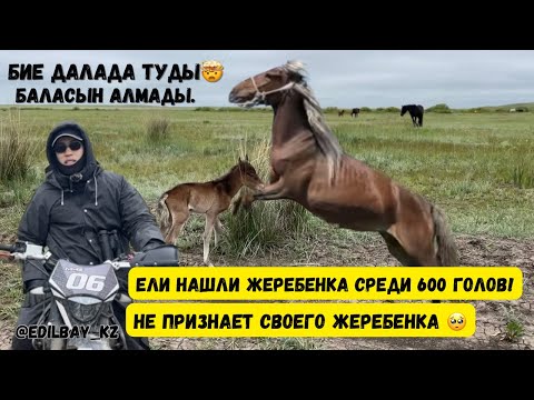 Видео: Бие Құлының Алмай қалды🥹 600 бас Жылқы