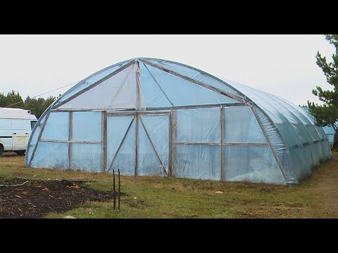 Видео: Как зимуют растения в нашей теплице