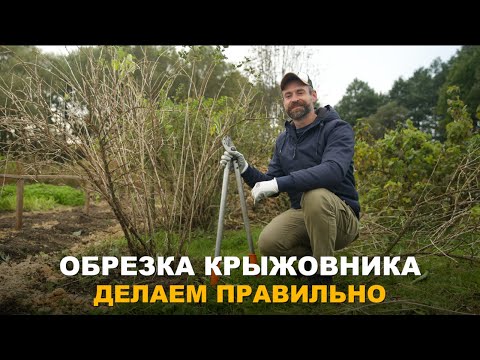 Видео: ОКТЯБРЬ — ЛУЧШИЙ МЕСЯЦ ДЛЯ ОБРЕЗКИ КРЫЖОВНИКА. Правильная обрезка  — залог хороших урожаев.