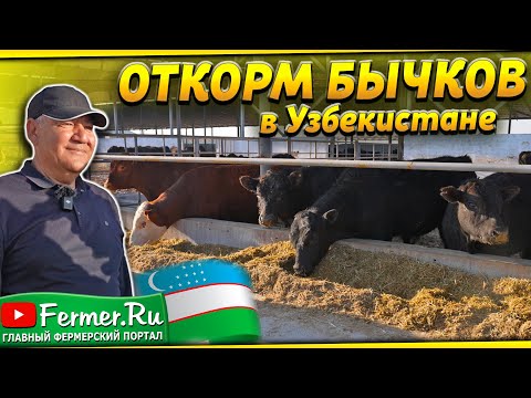 Видео: Бизнес по откорму 500 бычков. Абердин-ангус, Микки Маус. Устройство помещения для откорма бычков