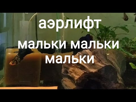 Видео: Делаю подмены воды у мальков, пересадка мальков, установка аэрлифта