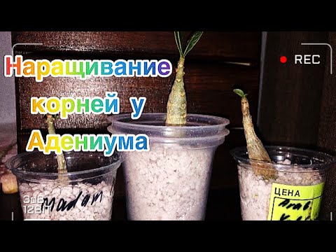 Видео: Наращивание корней у адениума. Загнили корни у сеянцев адениума