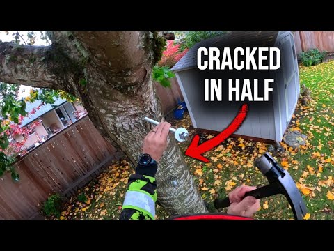 Видео: Дерево треснуло пополам! Можно ли его спасти?