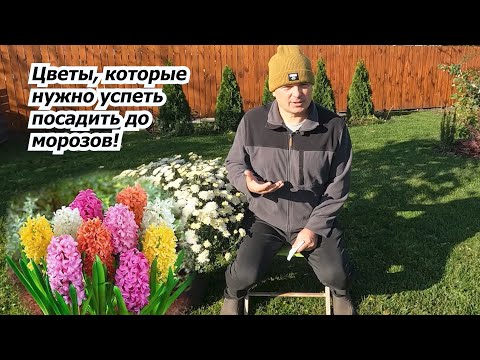 Видео: Эти цветы обязательно высаживаем на клумбу осенью!