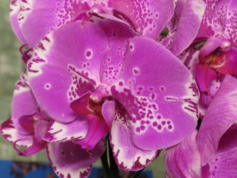 Видео: РАДА ВСТРЕЧЕ!!!НАКОНЕЦ-ТО.....