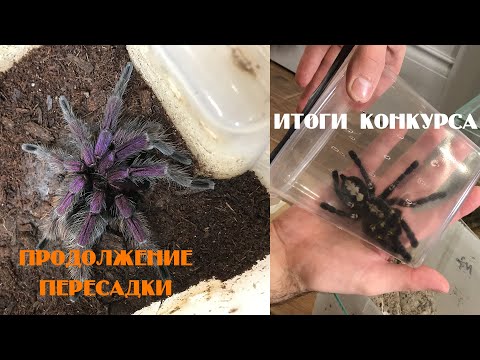 Видео: Продолжение пересадки новых пауков. Итоги конкурса с Poecilotheria