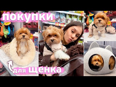 Видео: КУПИЛА для Ловы МАЛЬТИПУШКИ домик💓 комбинезончик💓 ботиночки