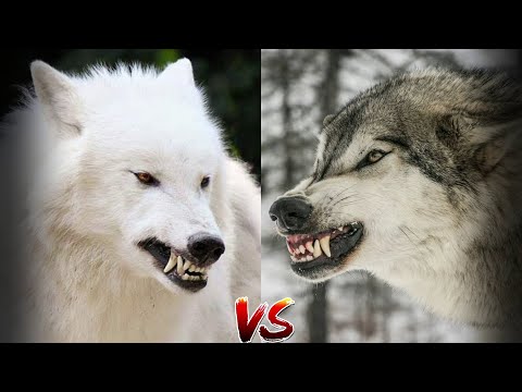 Видео: Серый Волк против Полярного Волка КТО ПОБЕДИТ?