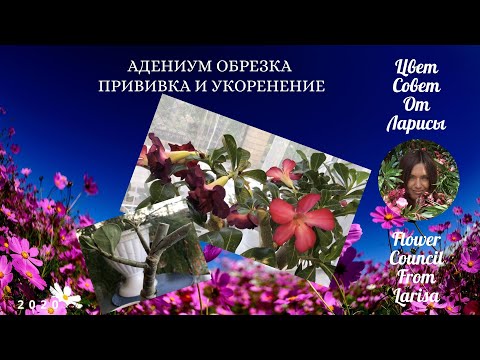 Видео: АДЕНИУМ ОБРЕЗКА ПРИВИВКА УКОРЕНЕНИЕ 4К