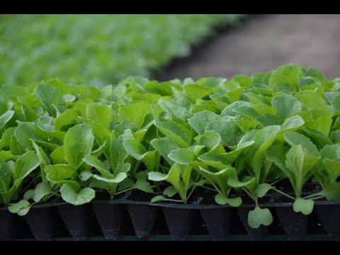 Видео: 15 СЕКРЕТОВ ВЫРАЩИВАНИЯ КРЕПКОЙ РАССАДЫ КАПУСТЫ!!! Так сажают рассаду профессионалы-огородники!