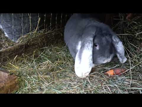Видео: Трохи кроликів французький баран 
