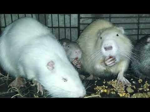 Видео: Нутрии. Особенности в содержании..