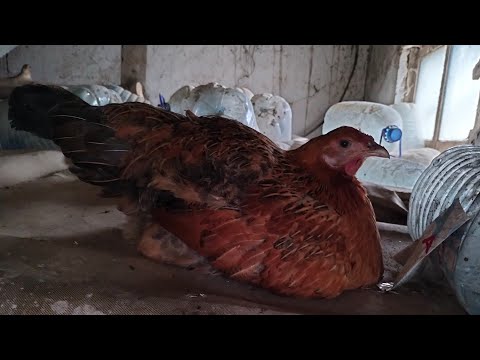 Видео: Күрік тауықты қалай тұрғызады? Әтештерді қалай достастырады?
