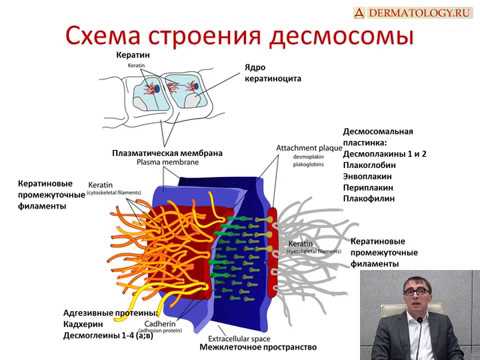 Видео: Буллёзный эпидермолиз: методы постановки диагноза, тактика ведения больного.