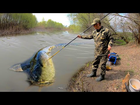 Видео: СОМ на ЖАРЕНОГО ГОЛУБЯ и ЖАБУ... Как поймать сома 100% на любой реке! Рыбалка на СОМА летом