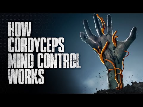 Видео: Может ли грибок кордицепс действительно взять верх?