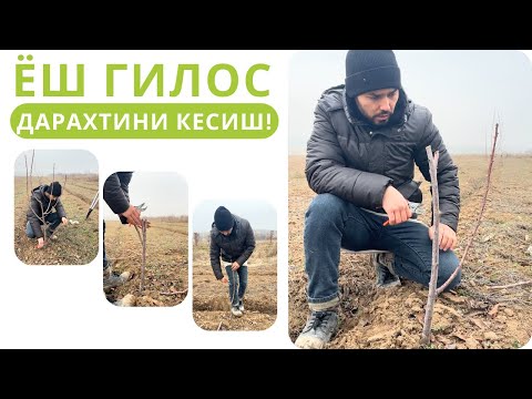 Видео: ЯНГИ ЭКИЛГАН ГИЛОС КЎЧАТЛАРИНИ КЕСИШ!
