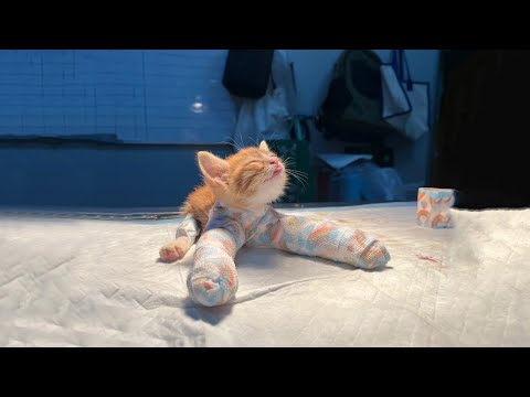 Видео: Самые смешные видео с кошками 2025 года 😹 Постарайтесь не смеяться 😂 Часть 17