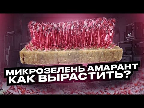 Видео: Как посадить и вырастить микрозелень амарант?! Технология выращивания микрозелени - бейбилиста!