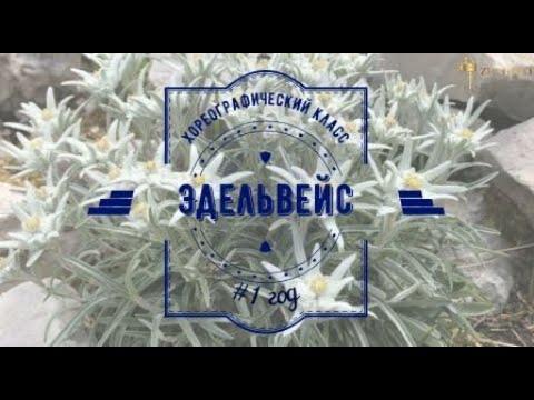Видео: Эдельвейс 2022-23
