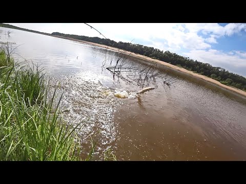 Видео: ЩУКИ ВЫЛЕТАЮТ ИЗ ВОДЫ. БЕШЕНЫЙ КЛЕВ ЩУКИ. ЛОВЛЯ РЫБЫ НА СПИННИНГ И УДОЧКУ С БЕРЕГА НА СЕВЕРЕ.